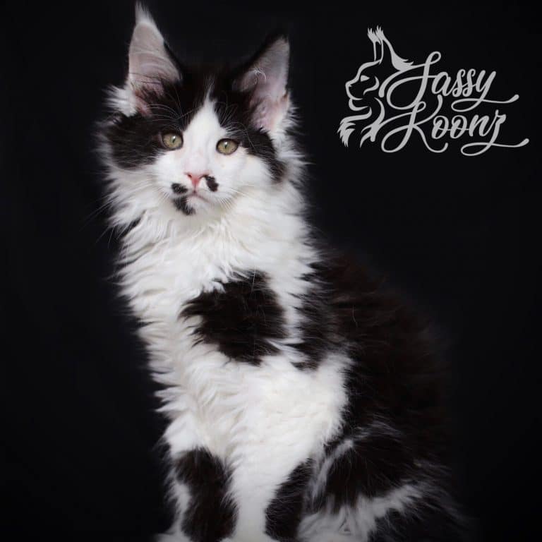 black and white maine coon kitten for sale