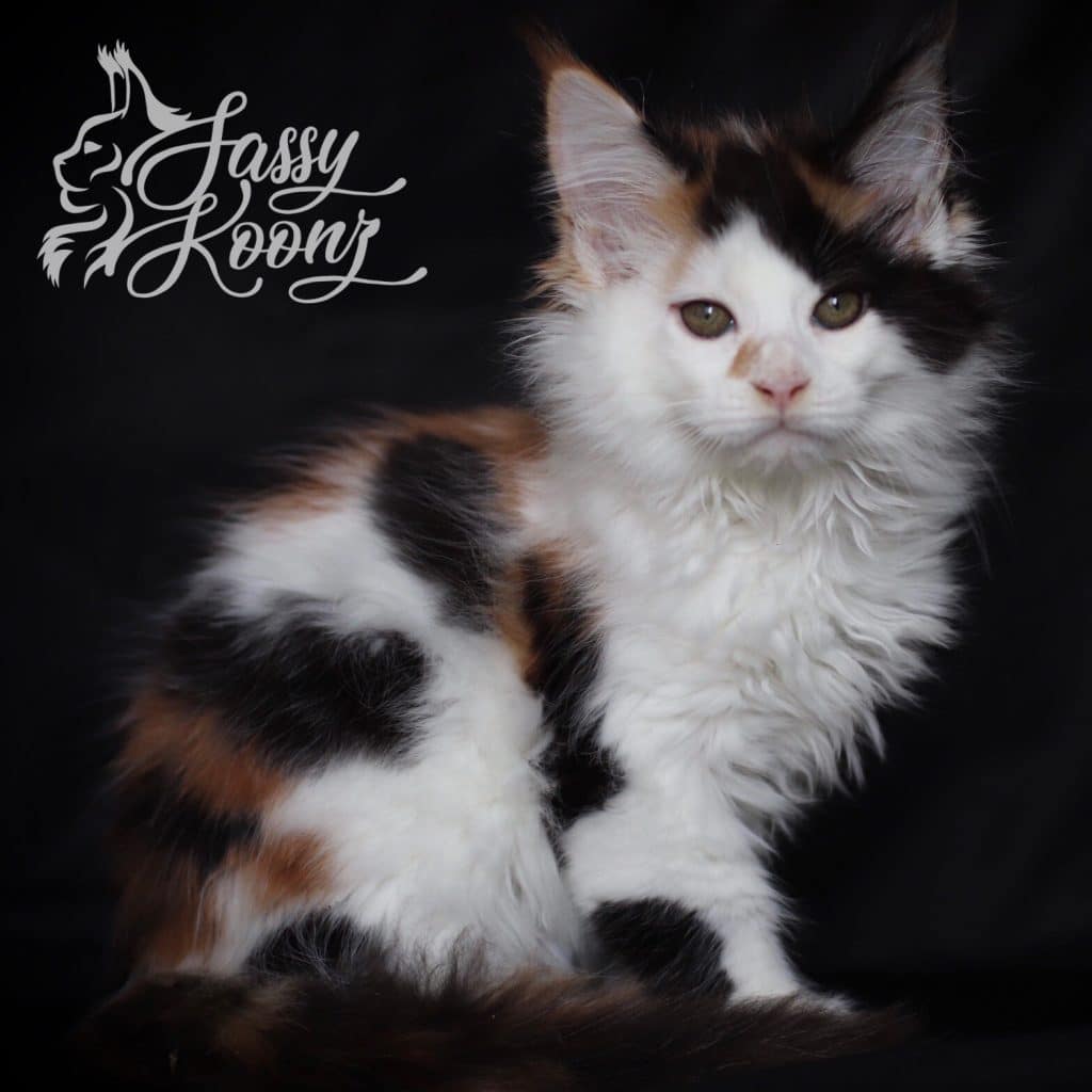 Melania ⋆ Sassy Koonz Maine Coon Cattery calico maine coon kitten for sale