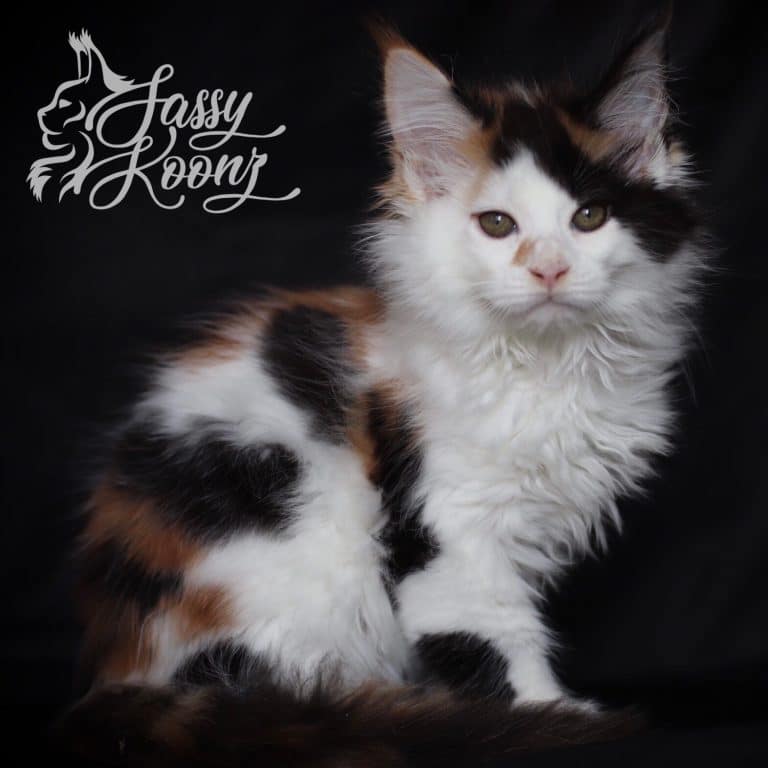 calico maine coon kitten for sale