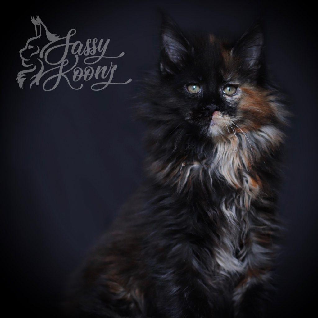 Kayleigh - Black Tortie Maine Coon ⋆ Sassy Koonz Maine Coon Cattery black tortie maine coon