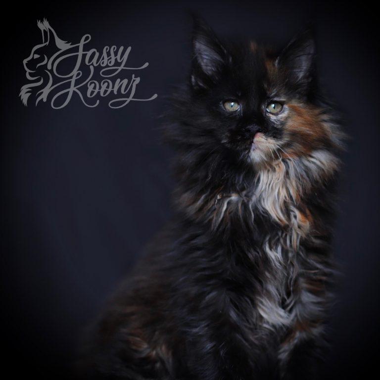 black tortie maine coon