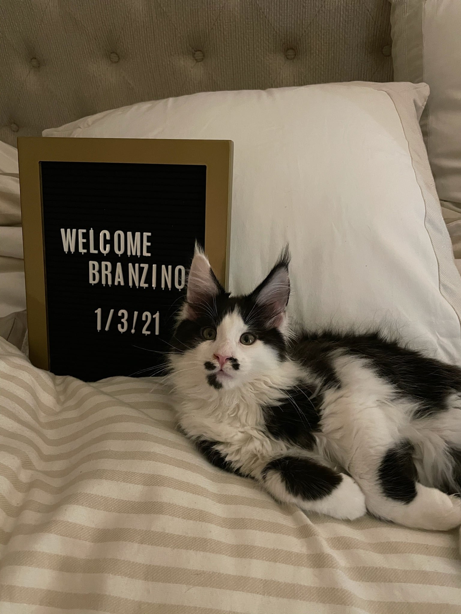 black and white maine coon