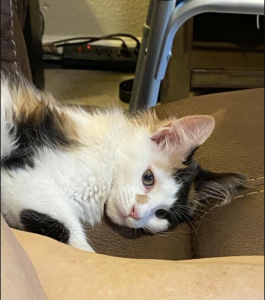 Melania ⋆ Sassy Koonz Maine Coon Cattery calico Maine Coon