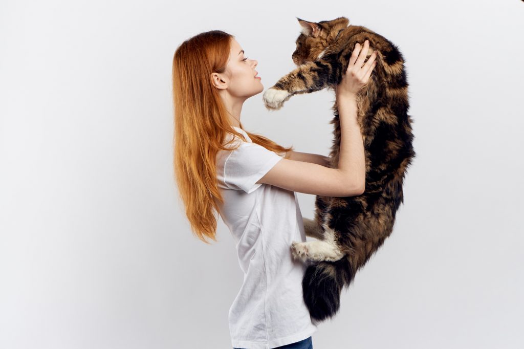 retired Maine Coon