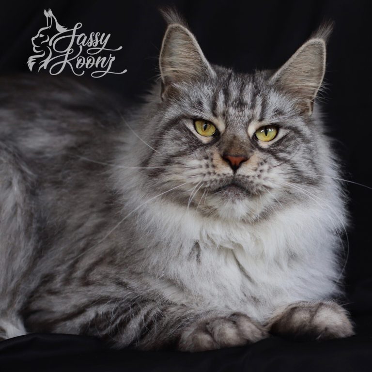 black silver tabby maine coon