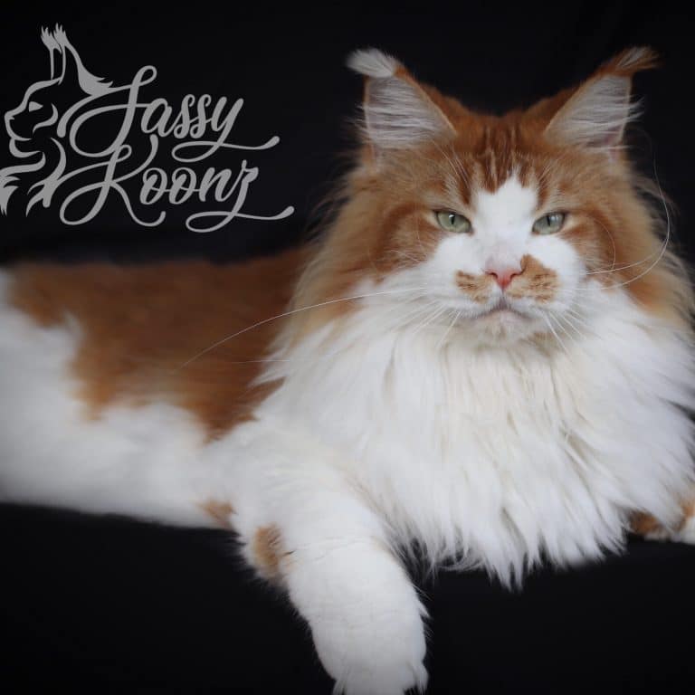 Red and white Maine coon female cat