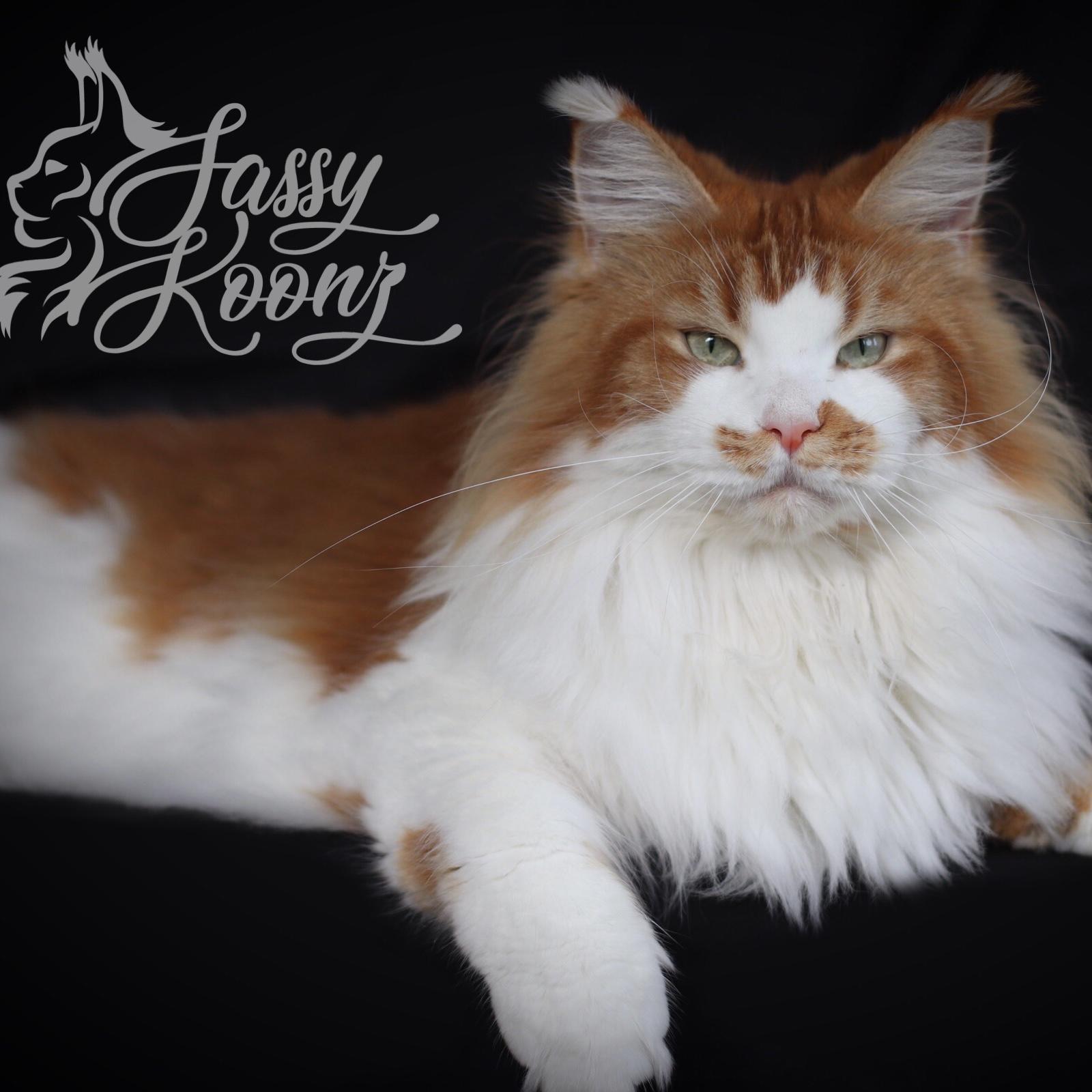 Natalie ⋆ Sassy Koonz Maine Coon Cattery Red and white Maine coon