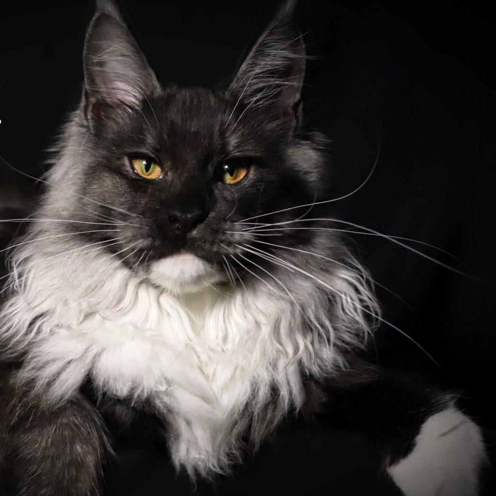 Rendezvous ⋆ Sassy Koonz Maine Coon Cattery Black smoke Maine coon