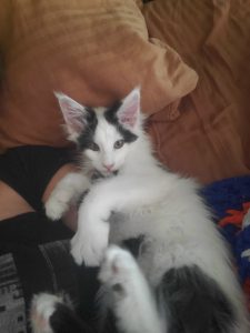 inbound3101281057553837091.jpg ⋆ Sassy Koonz Maine Coon Cattery maine coon kittens florida