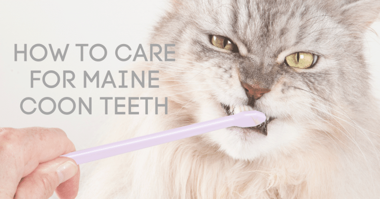 how to care for maine coon teeth