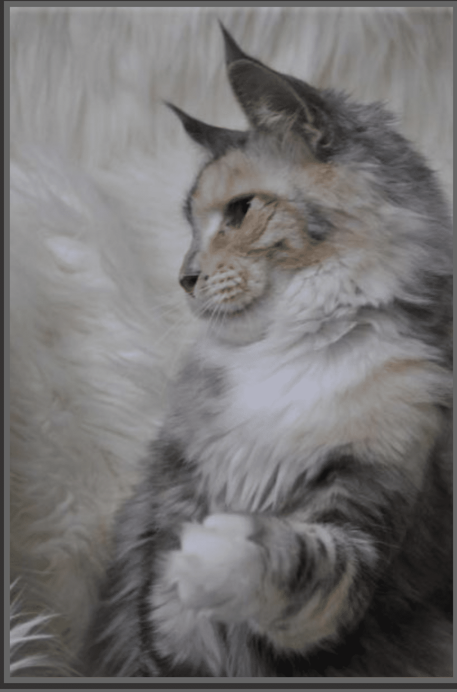 Lionbug-Apple ⋆ Sassy Koonz Maine Coon Cattery Maine coon cat