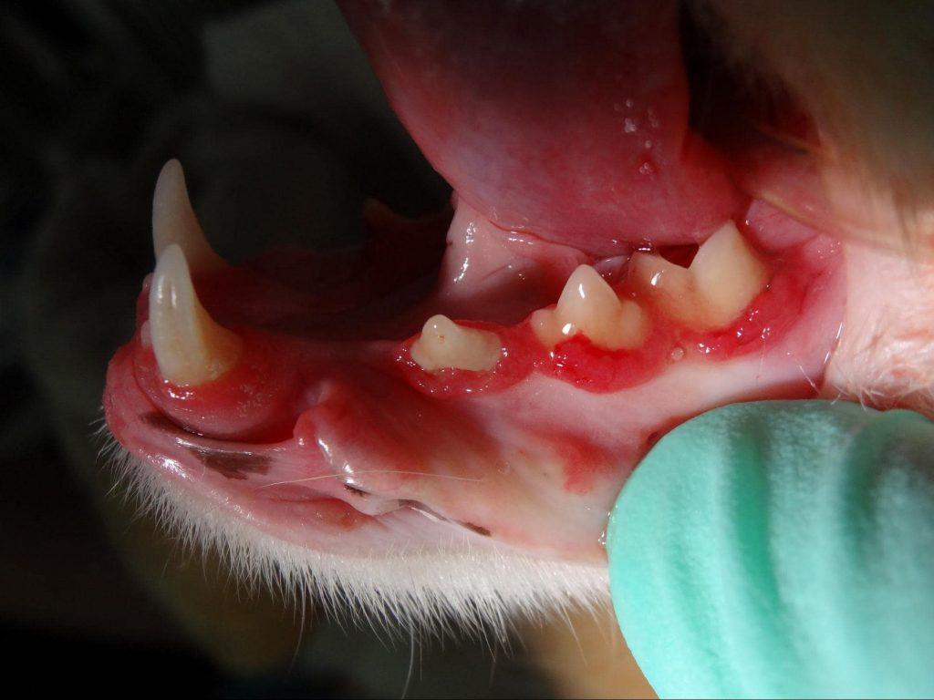 Periodontitis ⋆ Sassy Koonz Maine Coon Cattery maine coon presenting periodontits