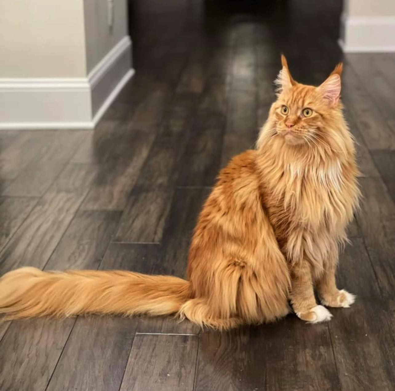 Maine Coon Colors and Patterns Full Color Photographs