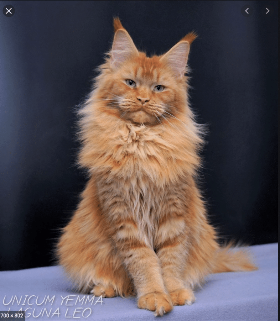 Unicum-Yemma ⋆ Sassy Koonz Maine Coon Cattery Maine Coon cat
