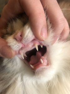 How to Care for Maine Coon Teeth ⋆ Sassy Koonz Maine Coons