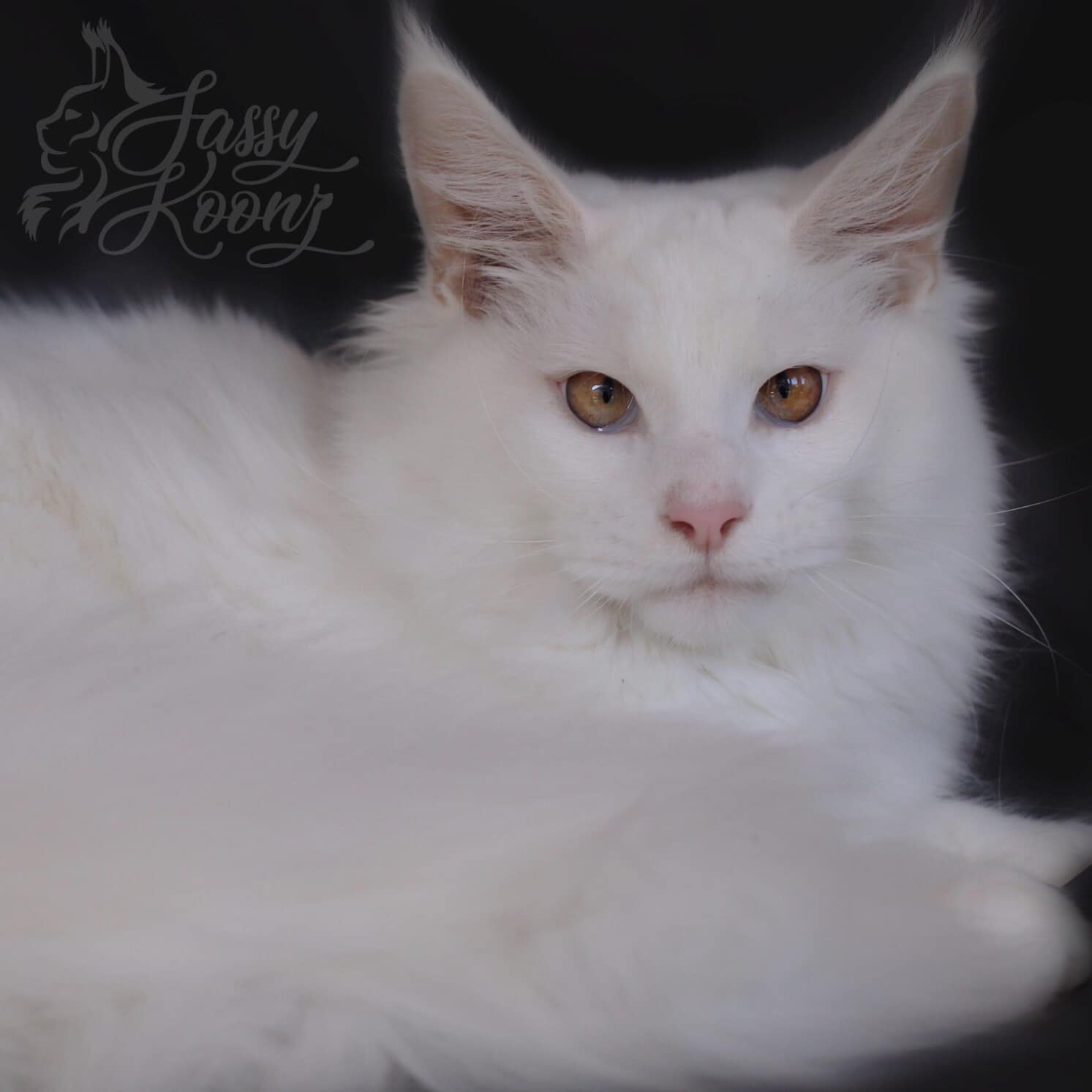Blanche - white Maine Coon ⋆ Sassy Koonz Maine Coon Cattery White Maine coon cat