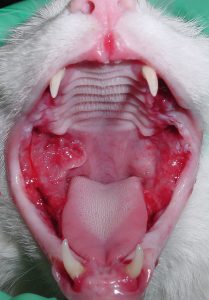 stomatitis ⋆ Sassy Koonz Maine Coon Cattery stomatitis in cats
