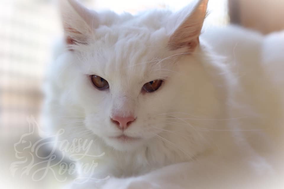 white maine coon