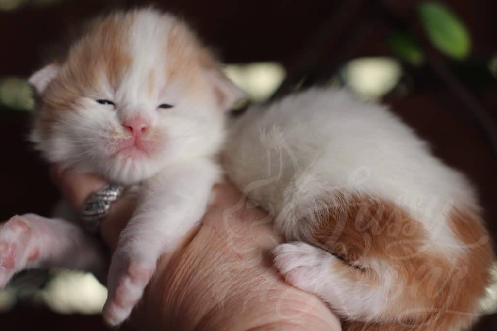 Tom Sawyer ⋆ Sassy Koonz Maine Coon Cattery maine coon kittens