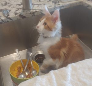 20210203_085536_resized.jpg ⋆ Sassy Koonz Maine Coon Cattery maine coon cat for sale florida