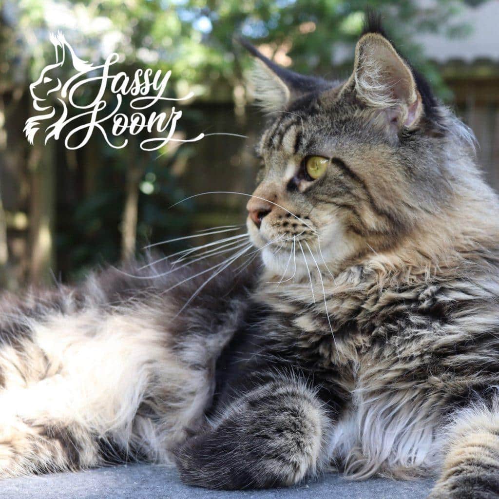 woolen Tails Apollon aka Beastie ⋆ Sassy Koonz Maine Coon Cattery Maine Coon