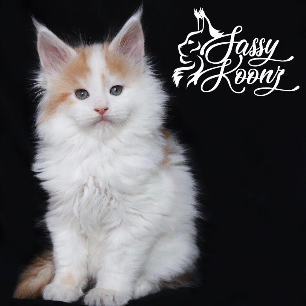 Tom Sawyer ⋆ Sassy Koonz Maine Coon Cattery maine coon kittens for sale