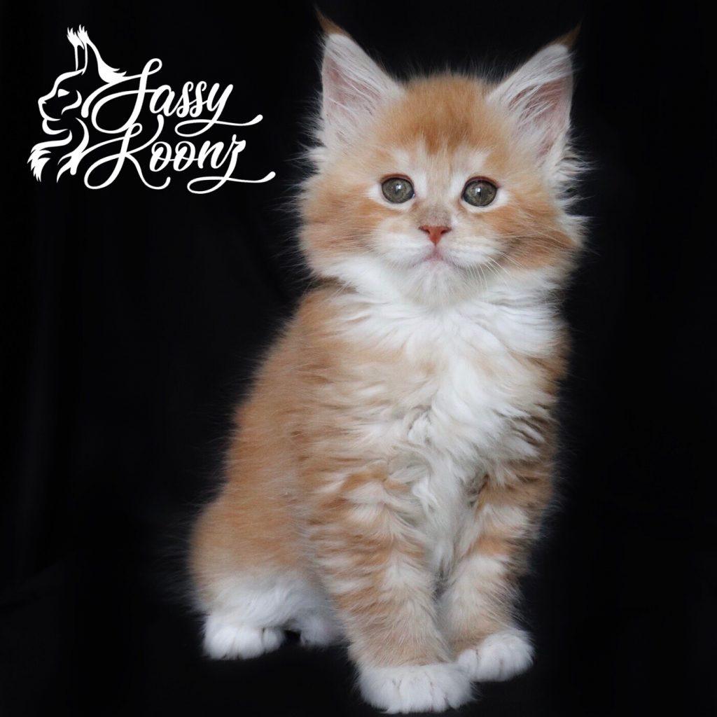 Xanadu ⋆ Sassy Koonz Maine Coon Cattery maine coon kittens for sale 7 weeks old xanadu