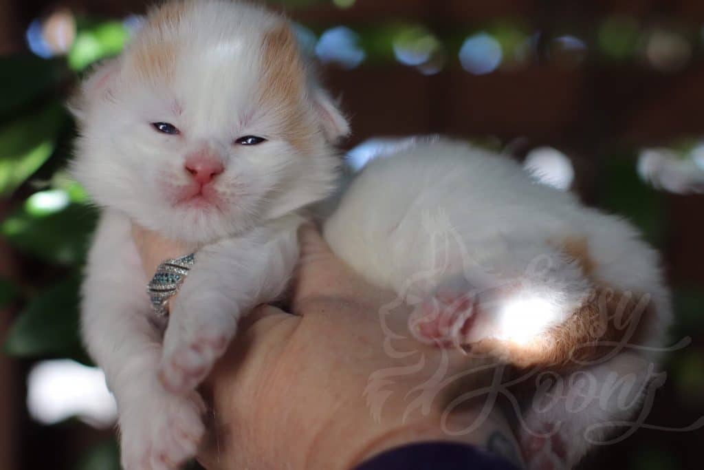 Barchetta ⋆ Sassy Koonz Maine Coon Cattery Maine Coon kittens florida