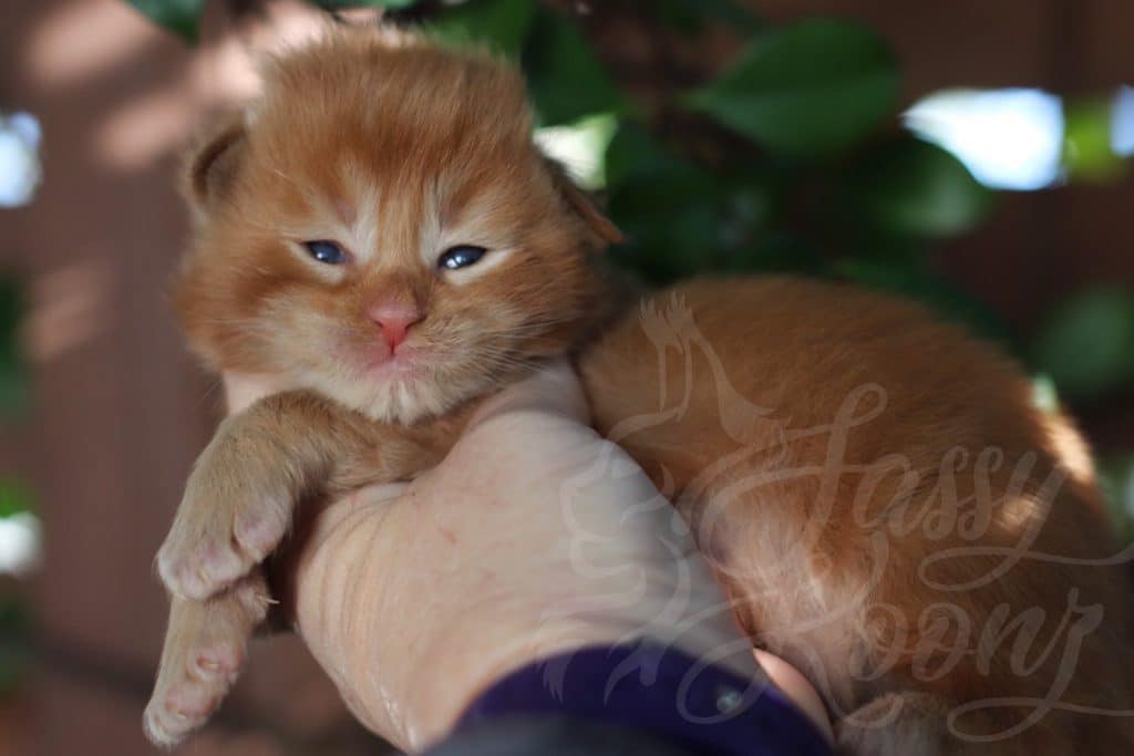 Bad Boy ⋆ Sassy Koonz Maine Coon Cattery red tabby maine coon for sale