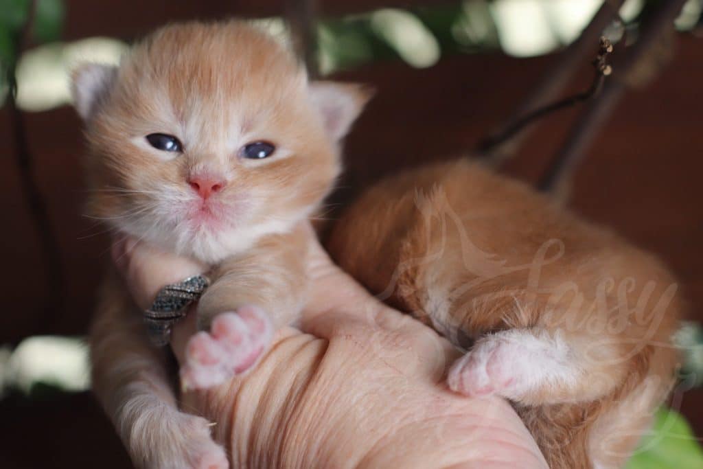 Xanadu ⋆ Sassy Koonz Maine Coon Cattery maine coon kittens for sale xanadu