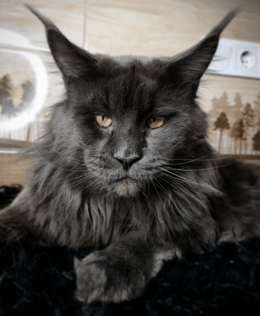 Bllue-Maine-Coon ⋆ Sassy Koonz Maine Coon Cattery Maine coon cat