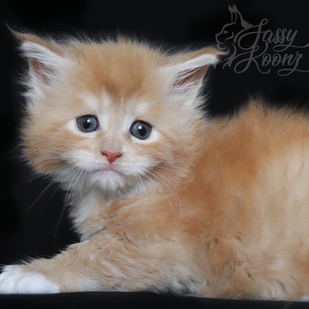 Xanadu ⋆ Sassy Koonz Maine Coon Cattery maine coon kitten xanadu 5 weeks old black background
