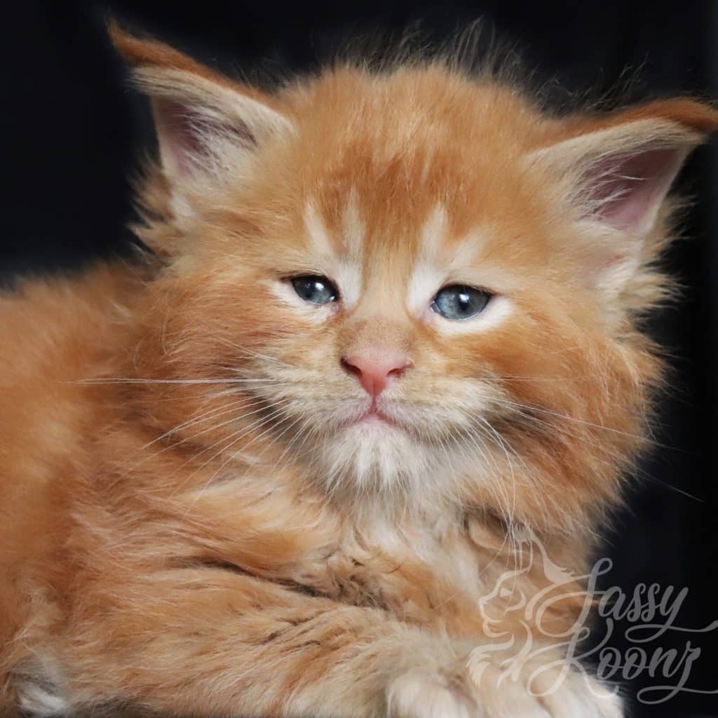 Bad Boy ⋆ Sassy Koonz Maine Coon Cattery maine coon kittens