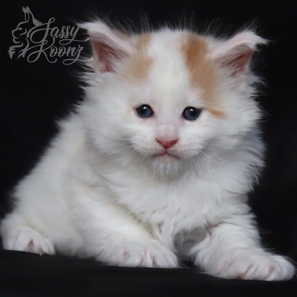 Barchetta ⋆ Sassy Koonz Maine Coon Cattery maine coon kittens