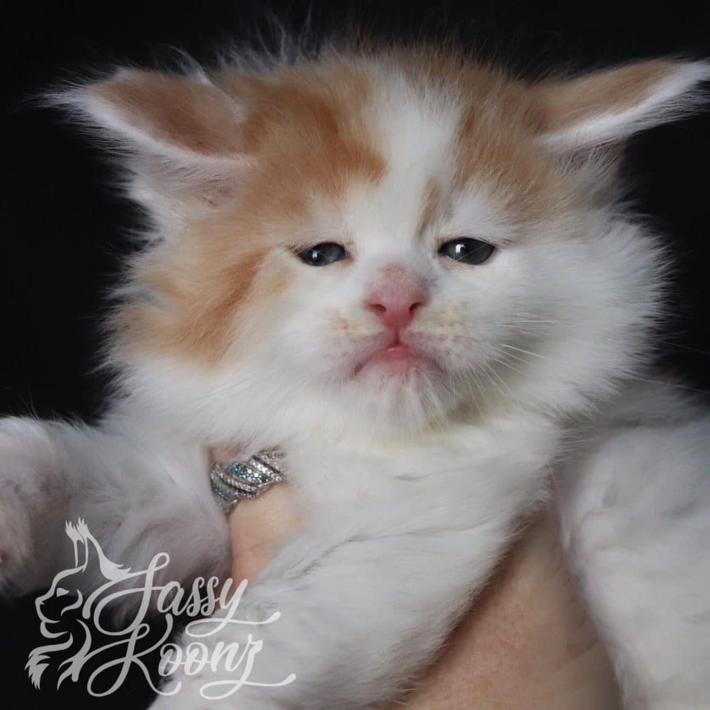 Tom Sawyer ⋆ Sassy Koonz Maine Coon Cattery maine coon kittens