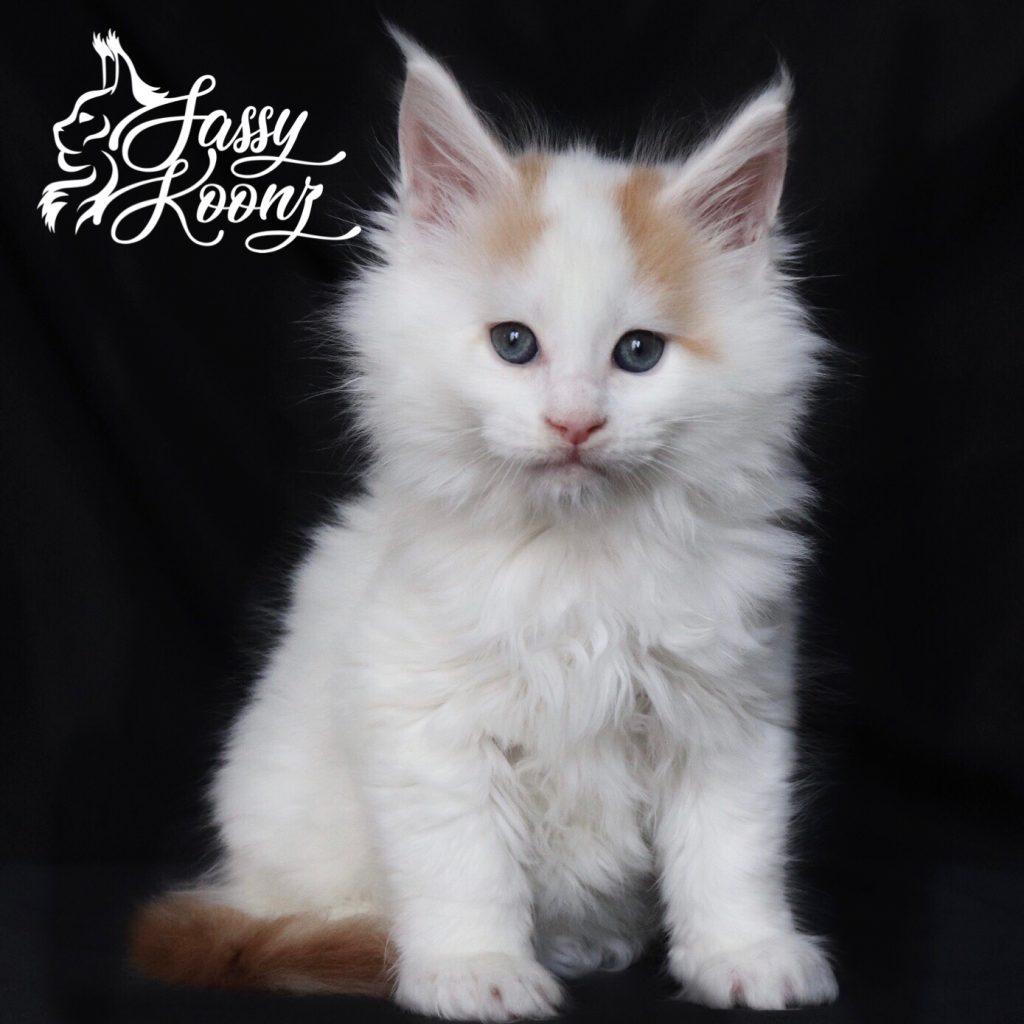 Barchetta ⋆ Sassy Koonz Maine Coon Cattery maine coon kittens