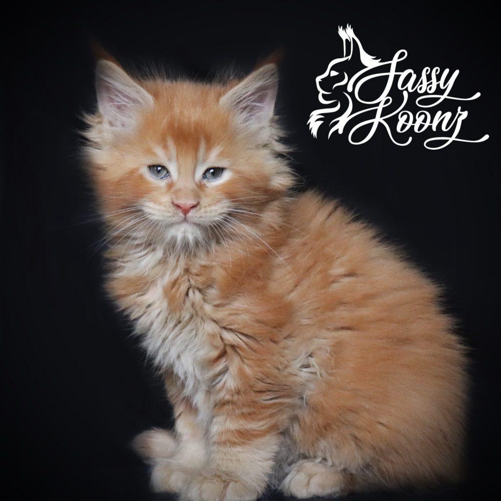 Bad Boy ⋆ Sassy Koonz Maine Coon Cattery maine coon kittens