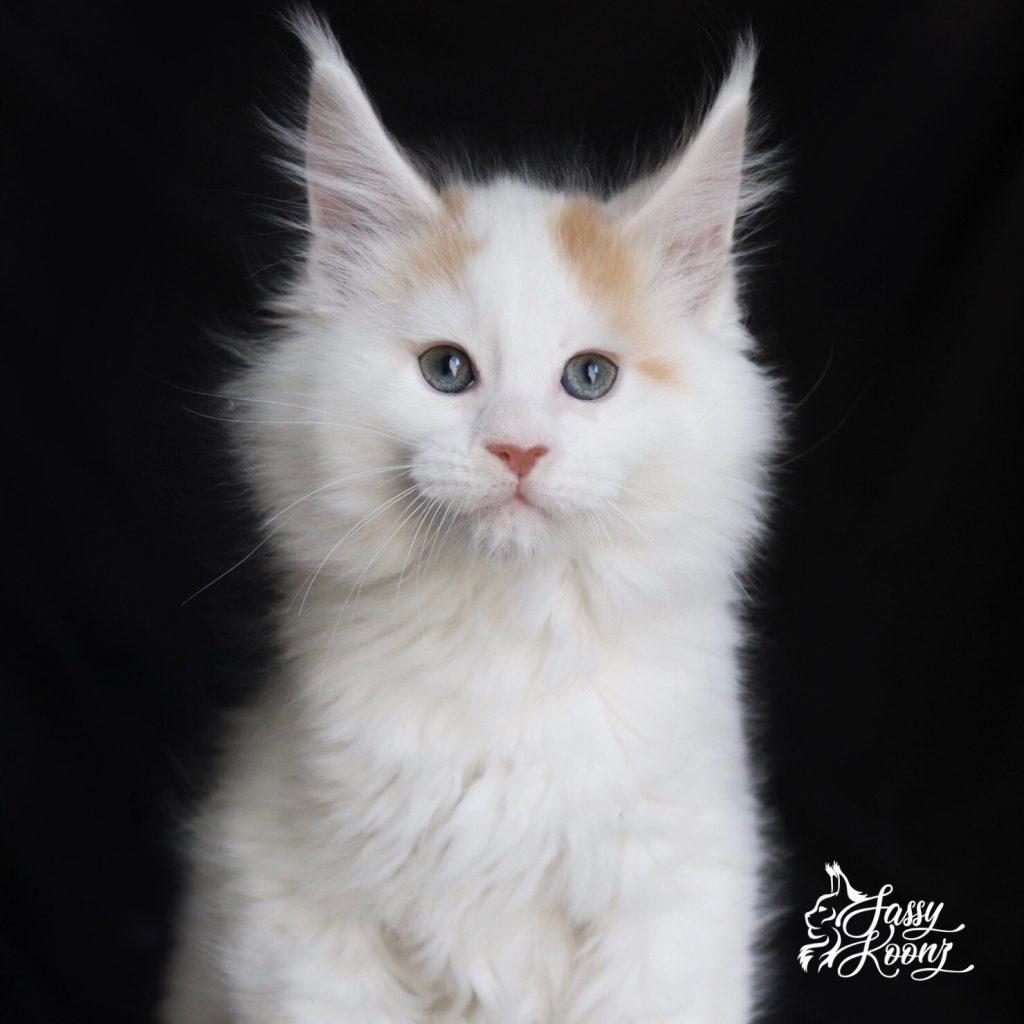 IMG_8723 ⋆ Sassy Koonz Maine Coon Cattery maine coon kittens