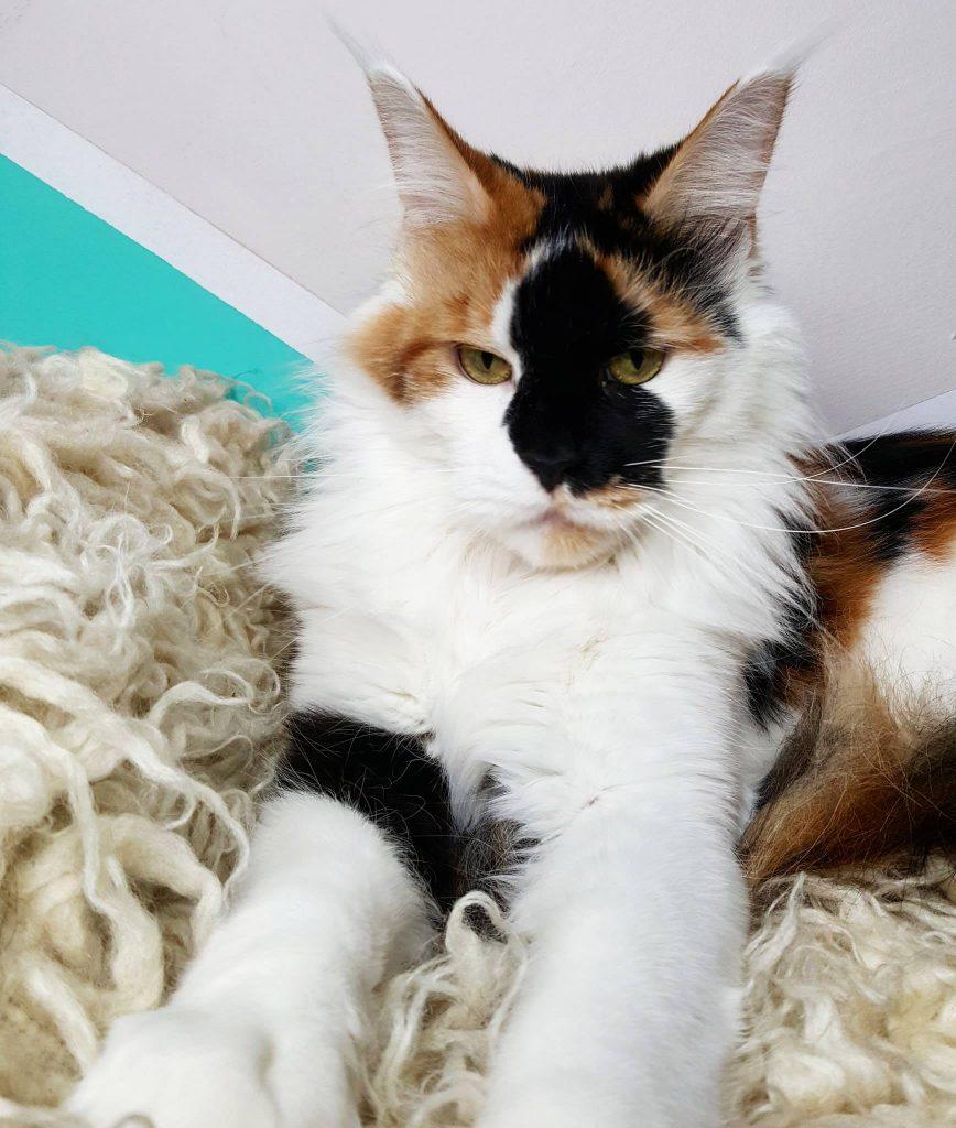 Onlydream-Cheyenne ⋆ Sassy Koonz Maine Coon Cattery Maine coon cat