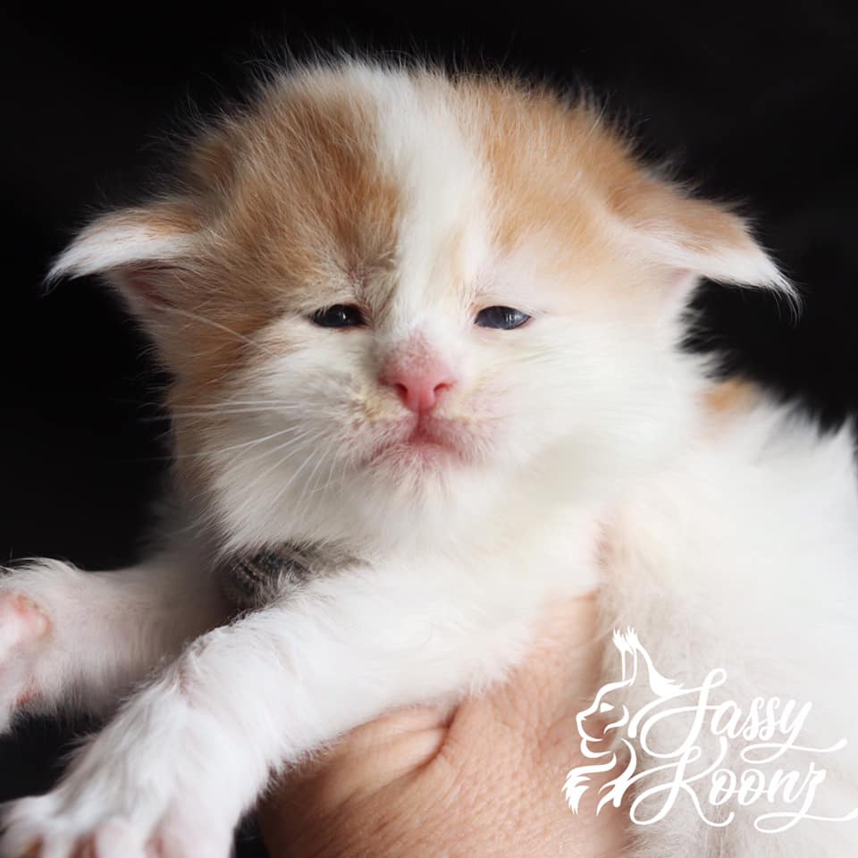 Tom Sawyer ⋆ Sassy Koonz Maine Coon Cattery bicolor maine coon kitten