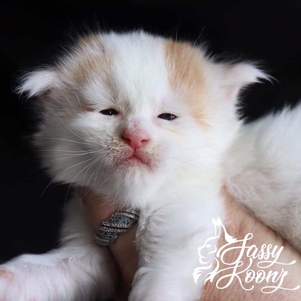 Barchetta ⋆ Sassy Koonz Maine Coon Cattery maine coon kittens florida