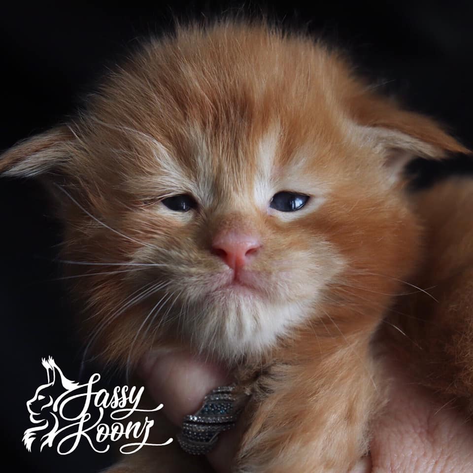 Bad Boy Orange Maine Coon kitten near me ⋆ Sassy Koonz Maine Coon Cattery maine coon kittens