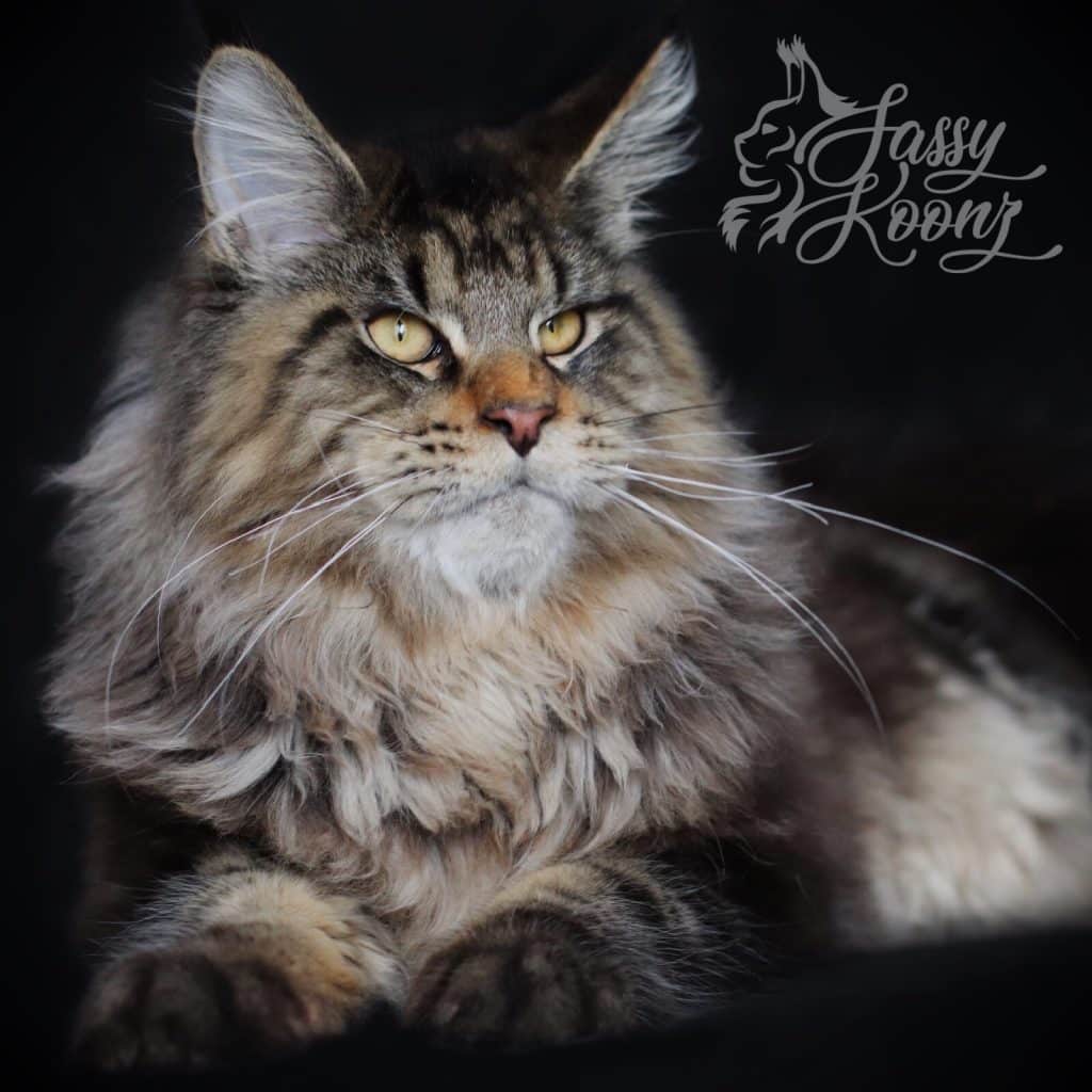 Black Tabby Maine Coon Beastie Sassy koonz ⋆ Sassy Koonz Maine Coon Cattery Black Tabby Maine Coon Beastie Sassy koonz