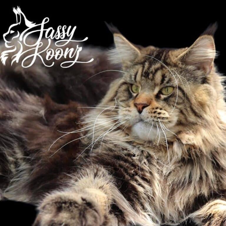 maine coon cat