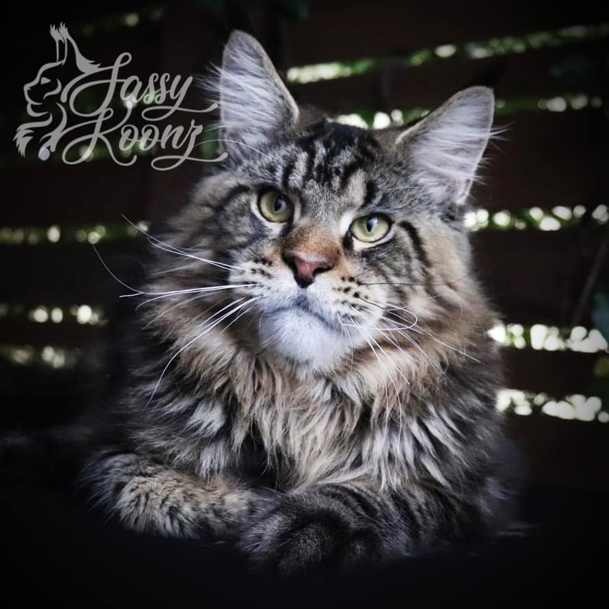 maine-coon-cat ⋆ Sassy Koonz Maine Coon Cattery maine coon cat