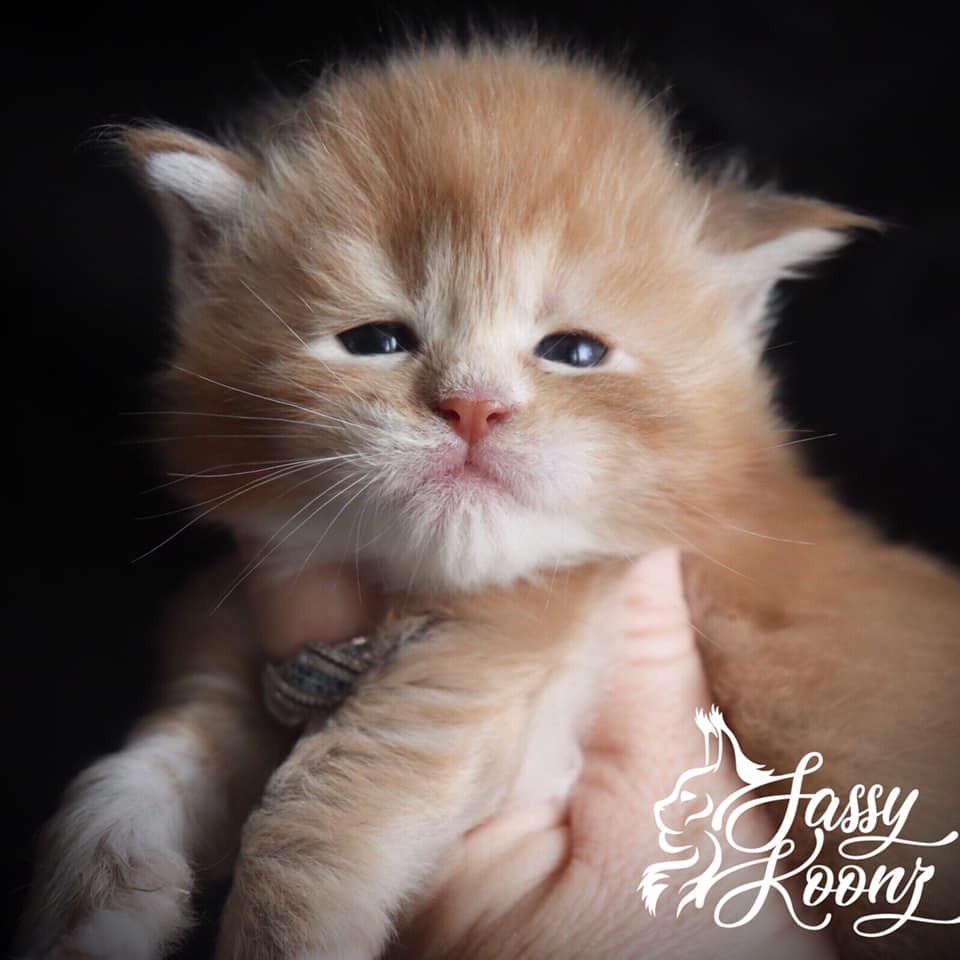 Xanadu ⋆ Sassy Koonz Maine Coon Cattery maine coon kittens 3 weeks old xanadu