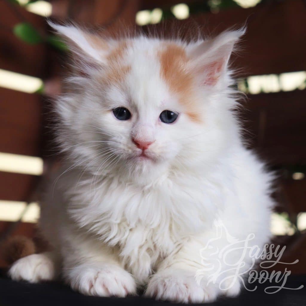 Barchetta ⋆ Sassy Koonz Maine Coon Cattery maine coon kittens