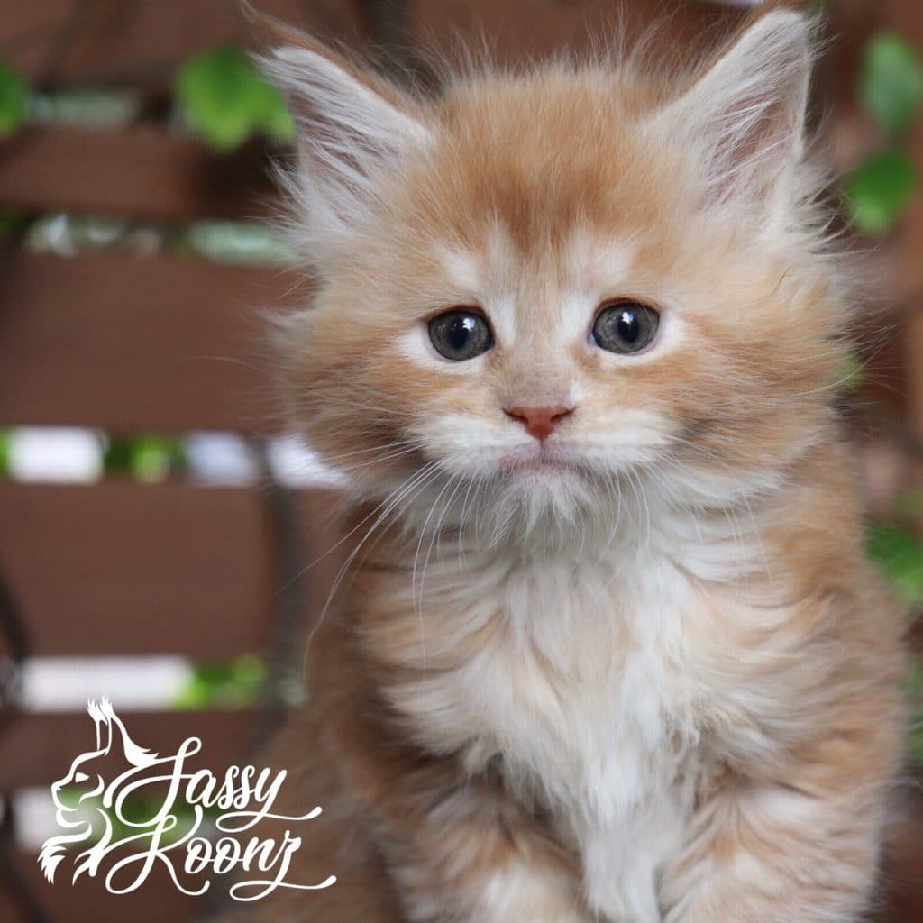 Xanadu ⋆ Sassy Koonz Maine Coon Cattery maine coon kittens 6 weeks old xanadu
