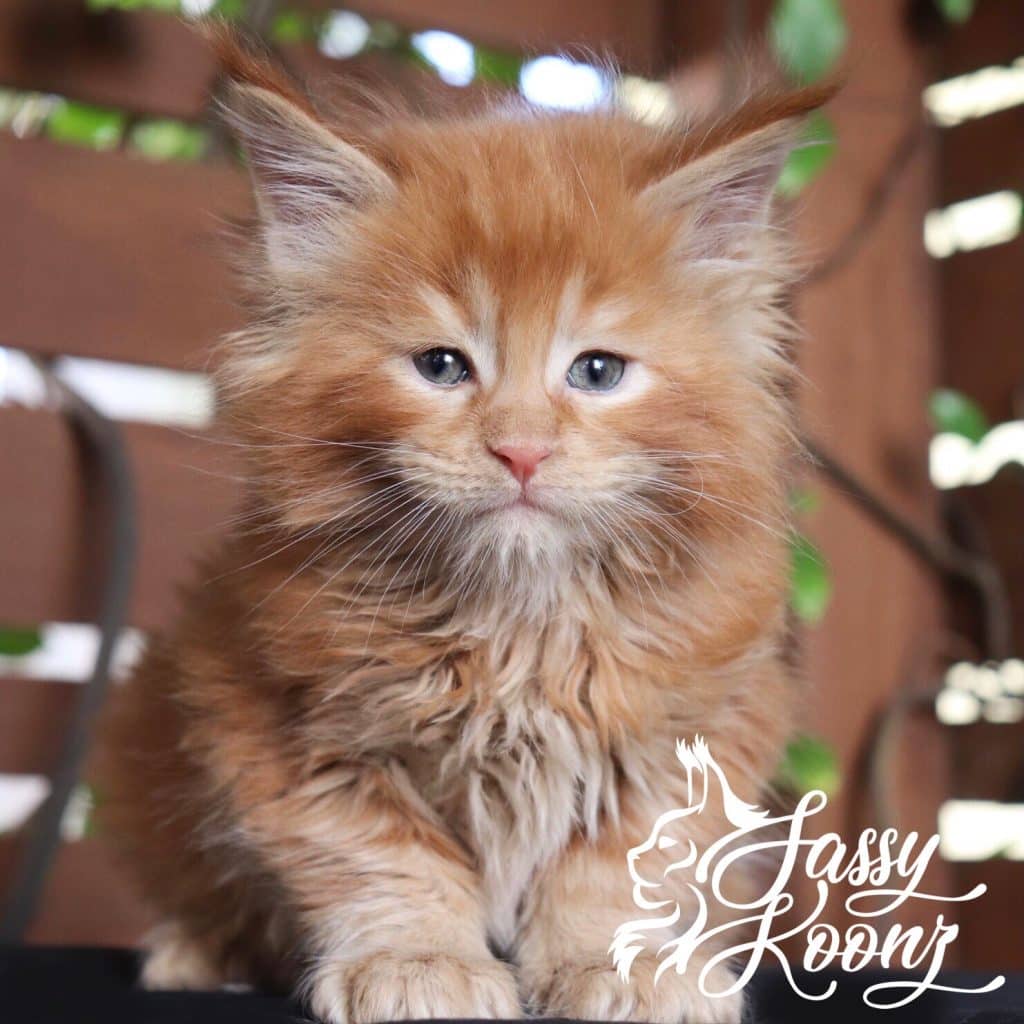 Bad Boy ⋆ Sassy Koonz Maine Coon Cattery maine coon kittens