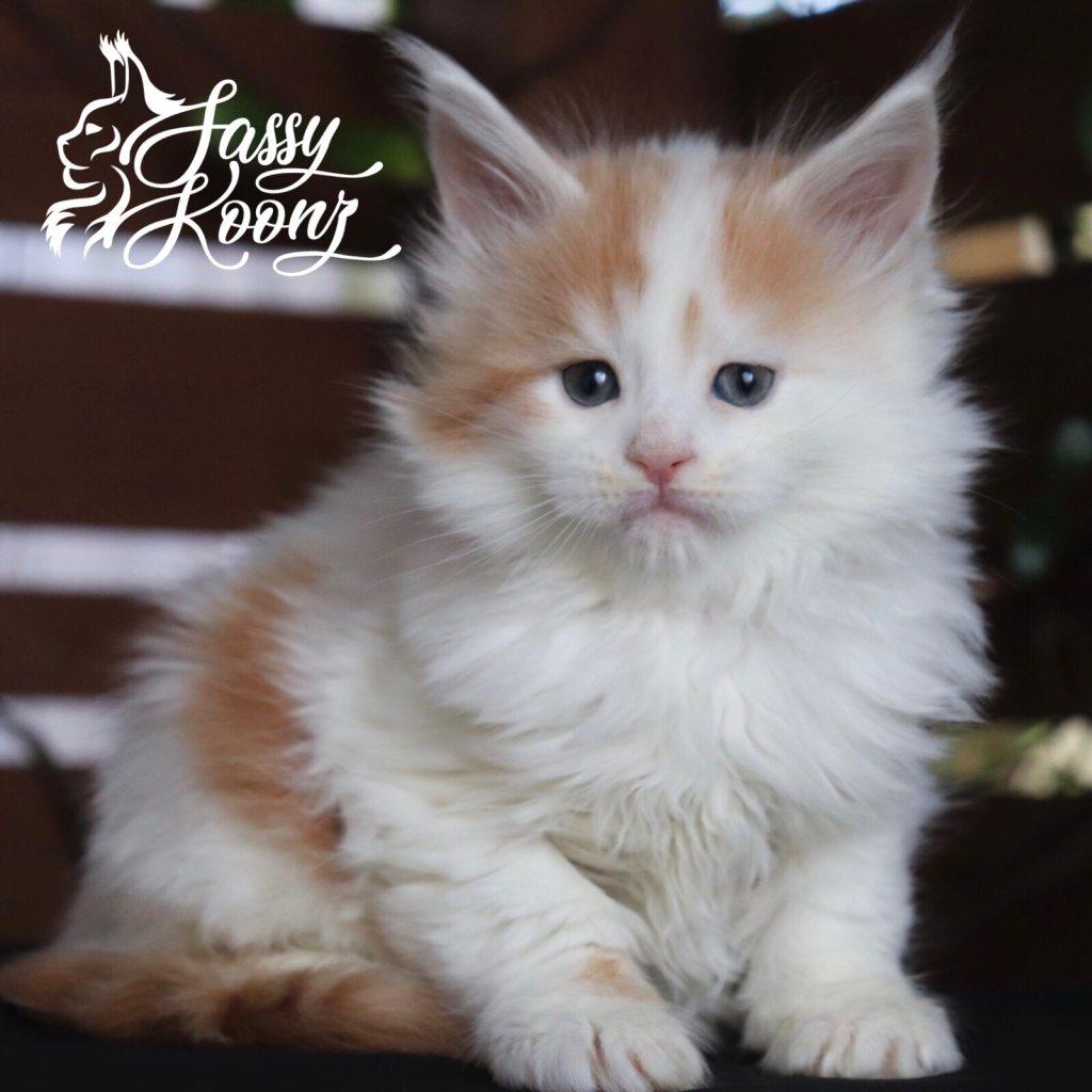 Tow Sawyer ⋆ Sassy Koonz Maine Coon Cattery maine coon kittens
